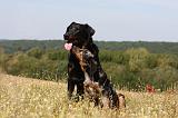 BEAUCERON - ADULTS and PUPPIES 044